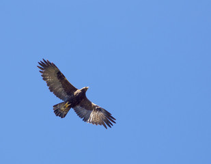 Flying Hawk - Wyoming