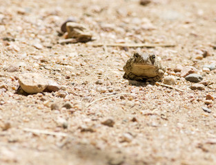 frog on gravel - Colorado