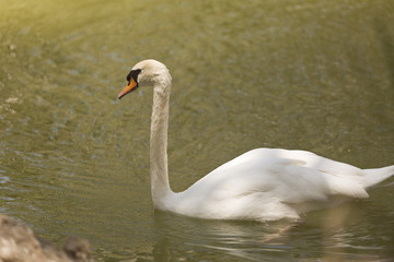 White swan swimming