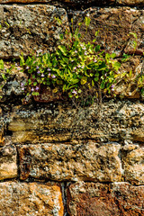 Klostermauer mit Mauerblümchen
