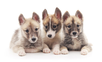 Obraz premium Three small puppies.