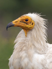 Egyptian vulture (Neophron percnopterus)
