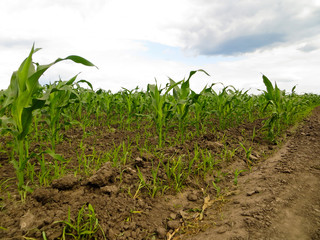 Field of the young corn