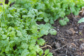 coriander plant on the soil ground with water drop on the leaves