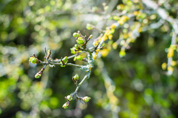 Leaves start new season - bokeh background 