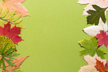 Naklejka na ściany i meble colorful dried autumn leaves on a green background