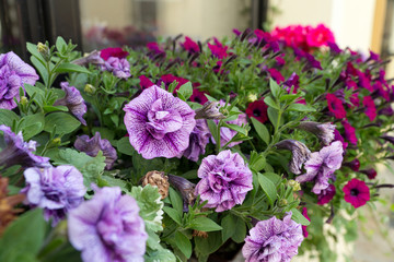 Fototapeta premium Petunias / beautiful petunias in a flower pot