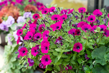 Fototapeta na wymiar Petunias / beautiful flowers in a flower pot