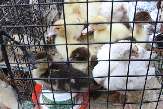 Baby Ducks and Chickens in Cage in Peru