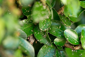 Aphids / many small aphids on a green leaf