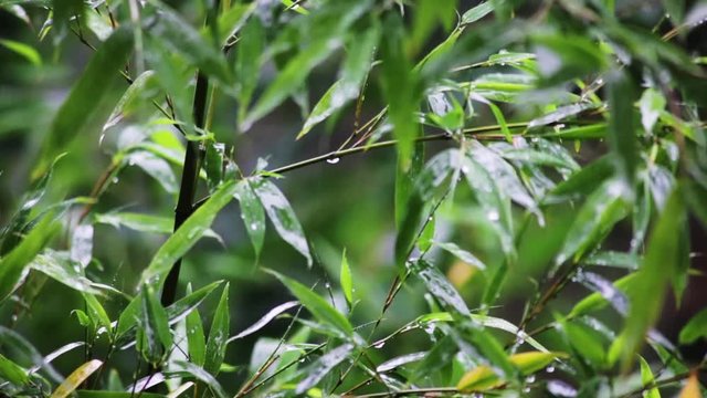 Natur Wetter Regen auf Bambus Pflanzen mit Audio
