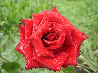Dark red rose flower on a rainy day