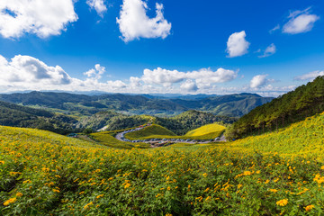 Tung Bua Tong Mexican sunflower field in Maehongson (Mae Hong So