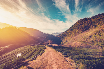 tea field and sunrise vintage in morning