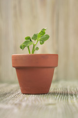 Young plant of pea, seedling in small ceramic pot on wooden background. Soft selective focus, rustic background
