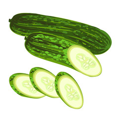 Vector colorful illustration of fresh cucumber