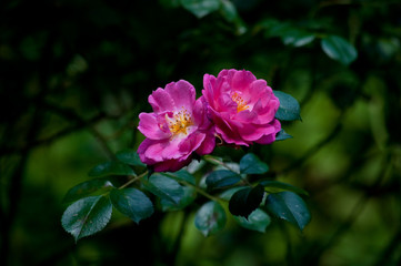 Rosen im Frühlingsgarten