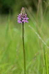 Fuchs' Fingerknabenkraut (Dactylorhiza fuchsii) am Meissner
