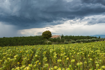 Fototapeta na wymiar A threatening dark thundercloud moves over sunflower field