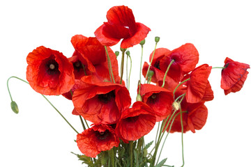 red poppy isolated on white