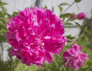 Розовый пион