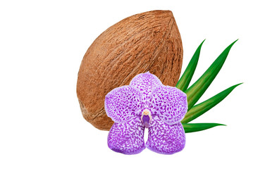 Coconut isolated on white