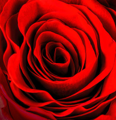 Macro photo of a beautiful rose.