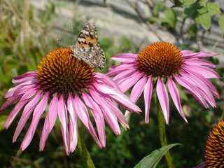 Большая,  бабочка,  на красном  цветке крупным планом 