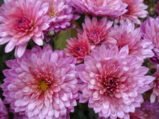 Осенние красные цветы в саду крупным планом 