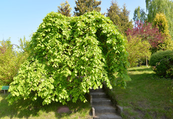 The elm is rough, a form plakuchy (Ulmus glabra Huds., var. pend