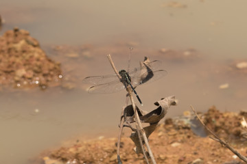 Dragonfly perched on a tree branch.