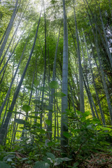 Obraz premium The flourish bamboo forest, Adgara, Georgia