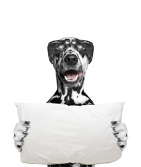 dog holds a pillow and going to sleep