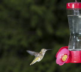 Rufous Hummingbird (Selasphorus rufus) at feeder