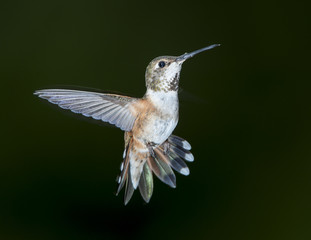 Rufous Hummingbird (Selasphorus rufus) in flight