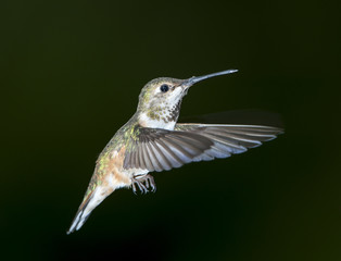 Fototapeta na wymiar Rufous Hummingbird (Selasphorus rufus) in flight