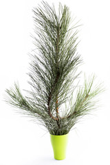 Ветка сосны в стакане на белом фоне   © i_valentin