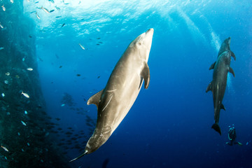 Bottlenose Dolphin