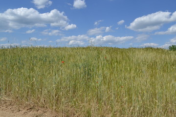 pole - pszenżyto © robert6666