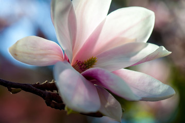 Fototapeta na wymiar Blooming magnolia flower