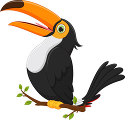 cute toucan bird cartoon