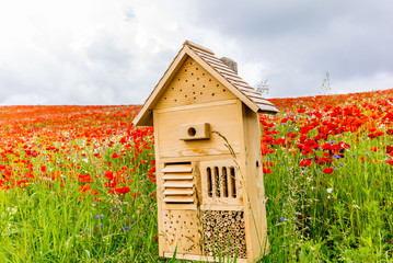 Field of blossoming red poppies with an insect hotel, shot horiz