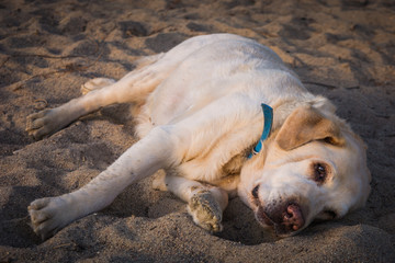 Yellow dog Labrador Retriever lying on the beach