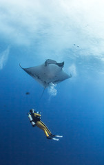 Manta Ray
