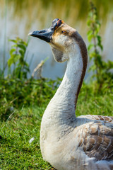 African goose resting on grass