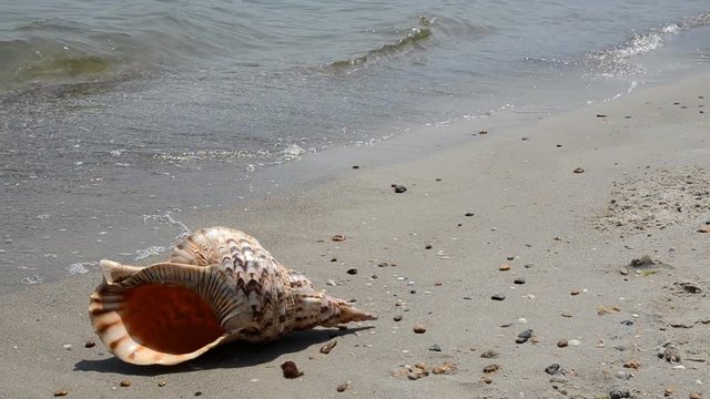 Shell Charonia Tritonis on the beach