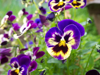 Garden pansy on flower bed, closeup, shallow depth of field