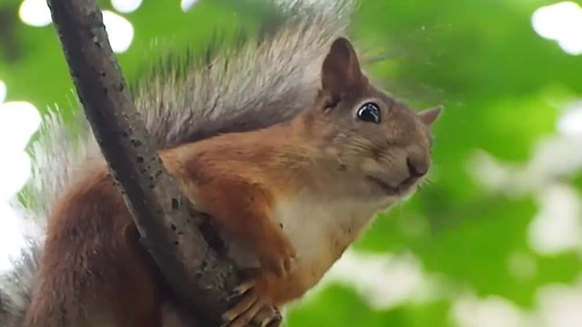 Squirrel sitting on a branch
