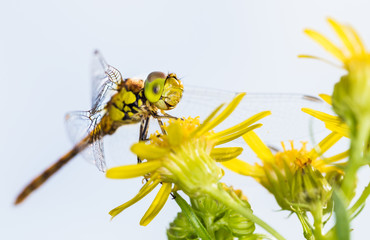 Yellow dragonfly