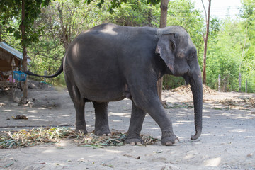 Fototapeta na wymiar single old female Asiatic elephant walk